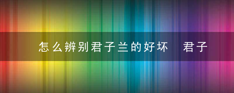 怎么辨别君子兰的好坏 君子兰的好坏区分方法有哪些